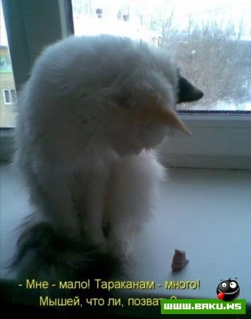 любимые зверюшки, домашние и не :))))