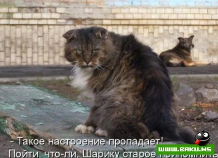 любимые зверюшки, домашние и не :))))