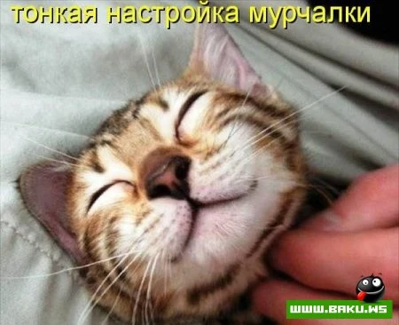 любимые зверюшки, домашние и не :))))