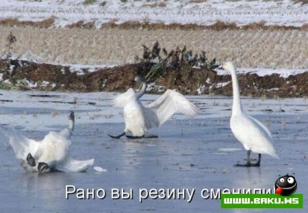любимые зверюшки, домашние и не :))))