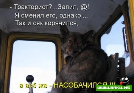 любимые зверюшки, домашние и не :))))