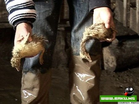 Hacıkənd qəsəbəsində daşqın (8 foto)