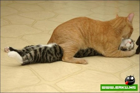 Чай, кофе, потанцуем?