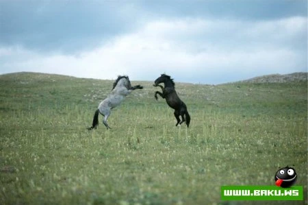Чай, кофе, потанцуем?