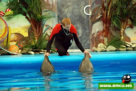 Delfinariya artıq Bakıda !