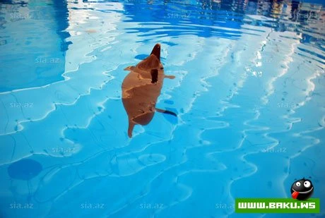 Delfinariya artıq Bakıda !