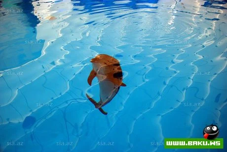 Delfinariya artıq Bakıda !