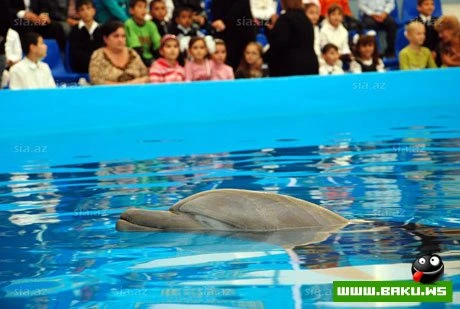 Delfinariya artıq Bakıda !