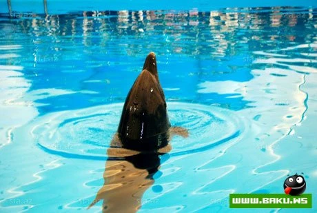 Delfinariya artıq Bakıda !