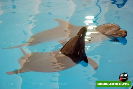 Delfinariya artıq Bakıda !