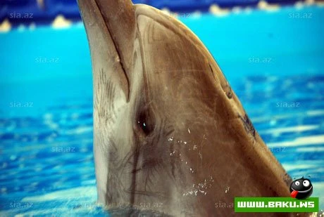 Delfinariya artıq Bakıda !