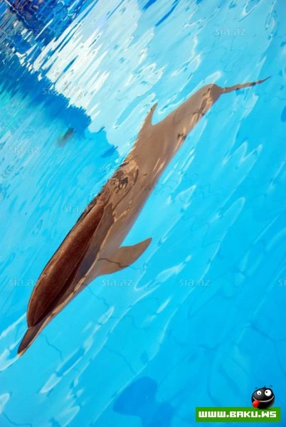 Delfinariya artıq Bakıda !
