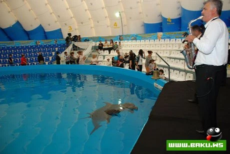 Delfinariya artıq Bakıda !