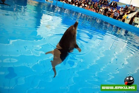 Delfinariya artıq Bakıda !