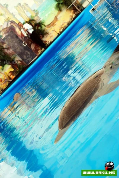 Delfinariya artıq Bakıda !