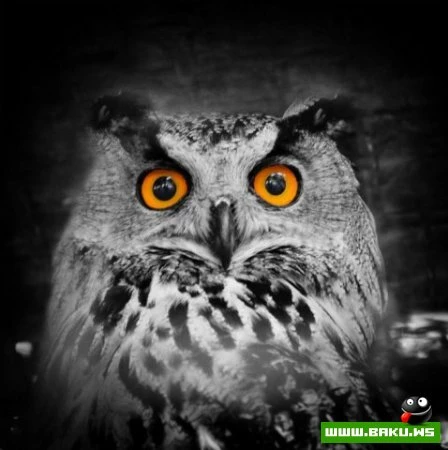 Fotoqraf Togrul Məmmədovun işləri