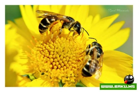 Fotoqraf Togrul Məmmədovun işləri