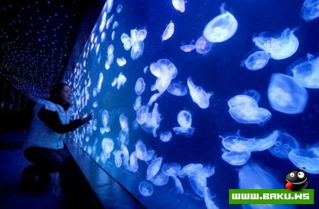 Лучшие фотографии животных за 2010 год - ФОТОСЕССИЯ