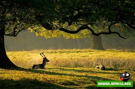 Лучшие фотографии животных за 2010 год - ФОТОСЕССИЯ