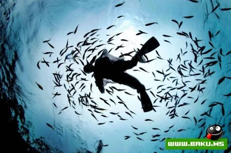 Лучшие фотографии животных за 2010 год - ФОТОСЕССИЯ