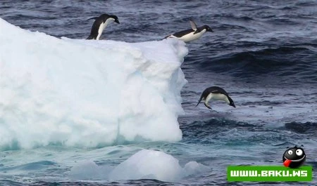 Лучшие фотографии животных за 2010 год - ФОТОСЕССИЯ