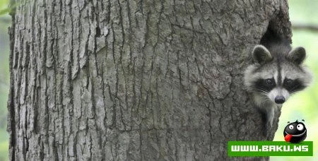 Лучшие фотографии животных за 2010 год - ФОТОСЕССИЯ