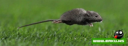 Лучшие фотографии животных за 2010 год - ФОТОСЕССИЯ