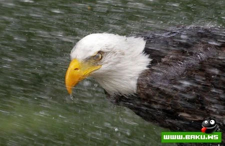 Лучшие фотографии животных за 2010 год - ФОТОСЕССИЯ