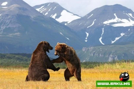 Лучшие фотографии животных за 2010 год - ФОТОСЕССИЯ