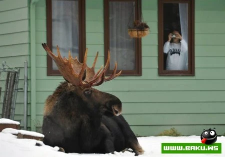Лучшие фотографии животных за 2010 год - ФОТОСЕССИЯ