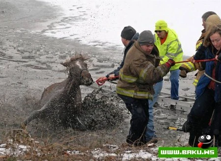 Лучшие фотографии животных за 2010 год - ФОТОСЕССИЯ