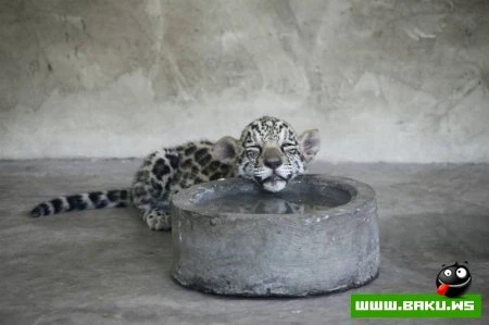 Лучшие фотографии животных за 2010 год - ФОТОСЕССИЯ