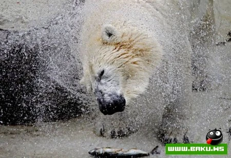 Лучшие фотографии животных за 2010 год - ФОТОСЕССИЯ