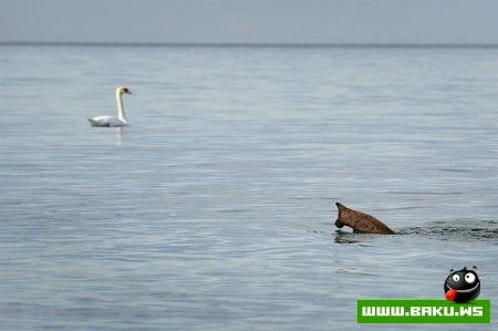 Лучшие фотографии животных за 2010 год - ФОТОСЕССИЯ