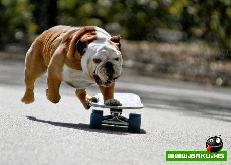 Лучшие фотографии животных за 2010 год - ФОТОСЕССИЯ