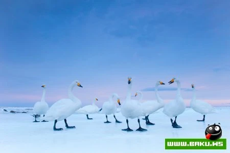 Назван лучший снимок 2010 года - ФОТО