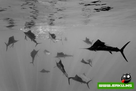 Назван лучший снимок 2010 года - ФОТО
