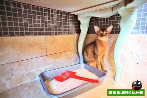 Дома Рублевки (47 фото)