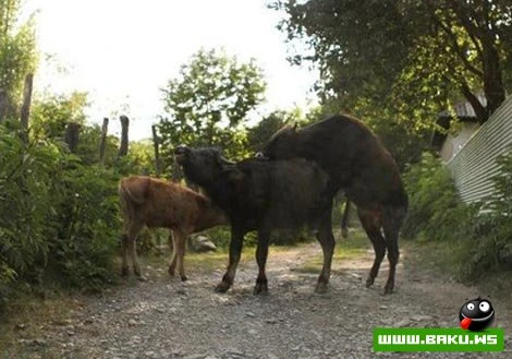 Milli Yumor - 50 FOTO