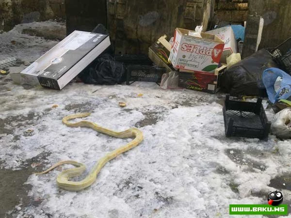 В центре Баку обнаружена 