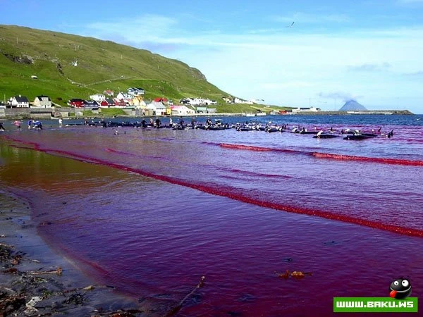 Ужасная традиция (8 фото)