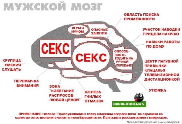 Женский и Мужской мозг =)