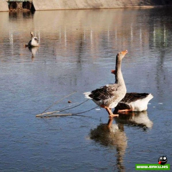 Отличная подборка прикольных фотографий