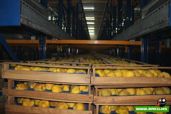 Bir qrup jurnalist “Gilan Holding”in Qəbələ Limonad və Konserv zavodlarında olub [60 FOTO]