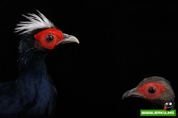 Процесс создания фотографий животных от National Geographic (36 фото)