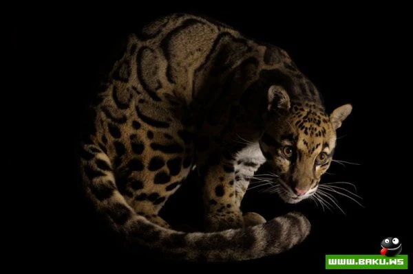 Процесс создания фотографий животных от National Geographic (36 фото)