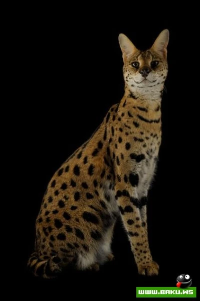 Процесс создания фотографий животных от National Geographic (36 фото)