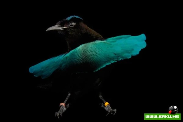 Процесс создания фотографий животных от National Geographic (36 фото)