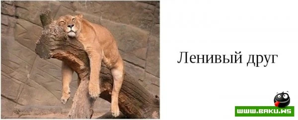 Типы друзей, которые есть у каждого [15 фото]