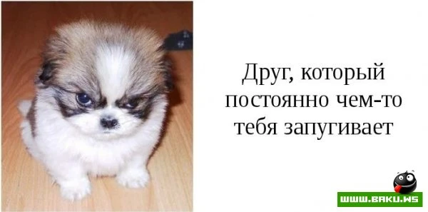 Типы друзей, которые есть у каждого [15 фото]